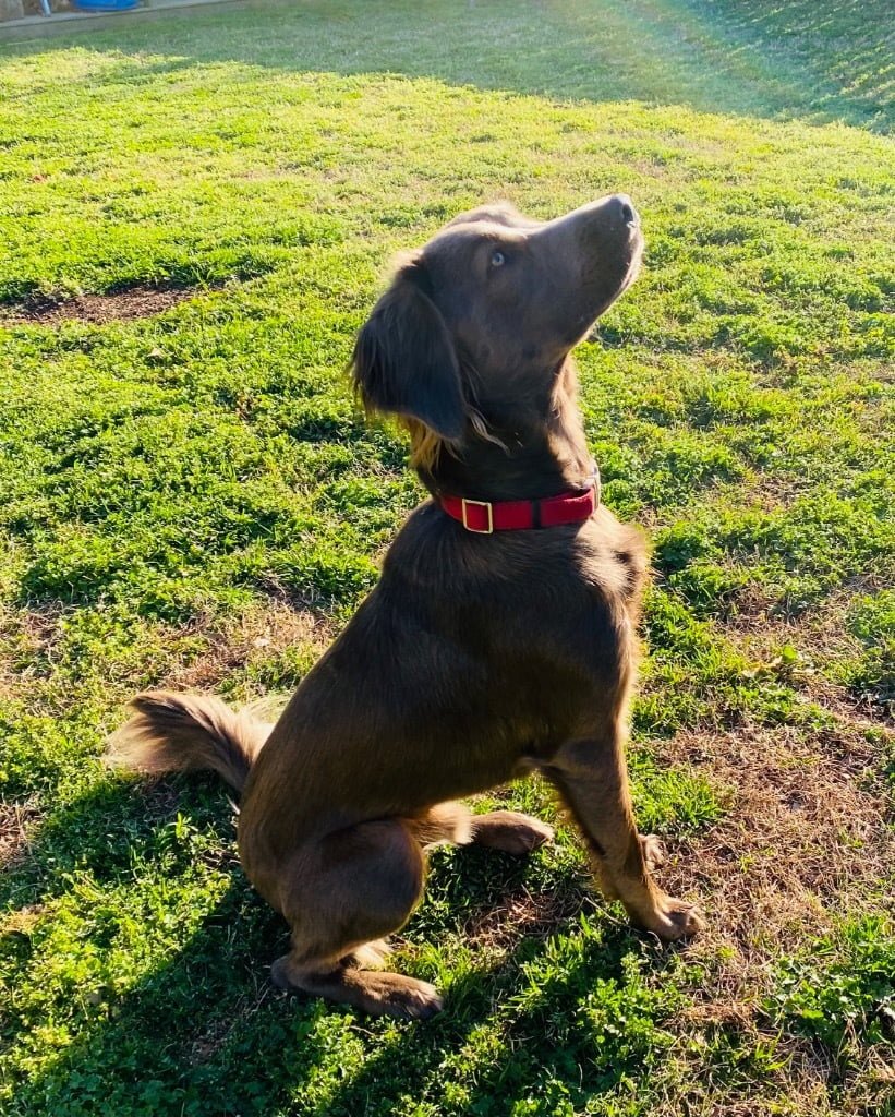 B. Roscoe